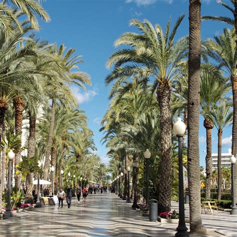 malatesta alicante|MALATESTA, Alicante